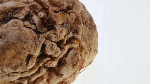 Celeriac Stock Footage 73515545