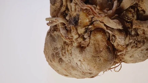 Celeriac  Video stock 73517238