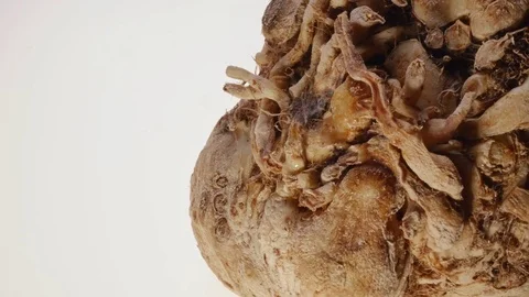 Celeriac  Video stock 73519235