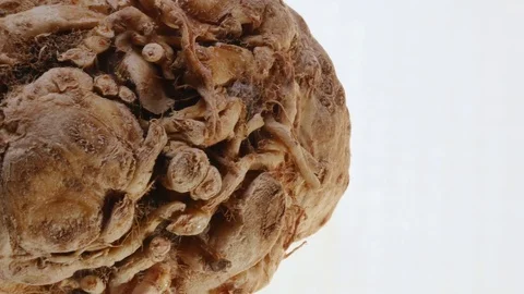 Celeriac  Stock Footage 73519523