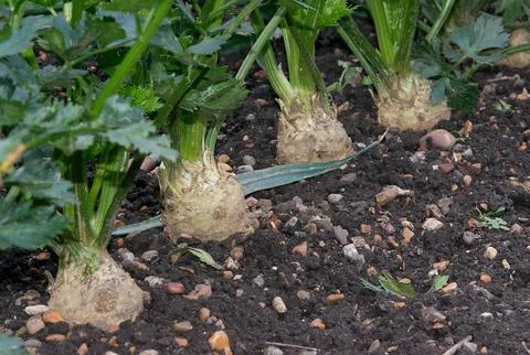 Celeriac Growing Stock Photos