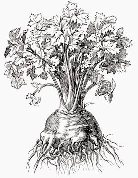 Celeriac (illustration) Illustrazione stock