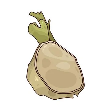 Celeriac illustration Stock Illustration
