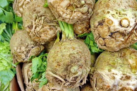 Celeriac root and leaves 写真素材