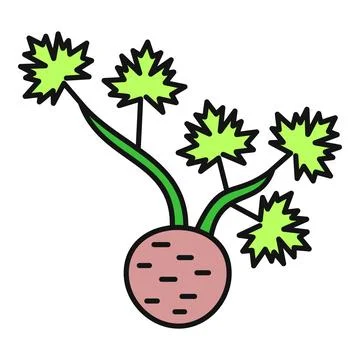 Celeriac root with fresh green leaves Stock Illustration