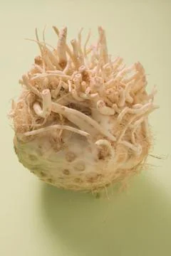 A celeriac root Stock Photos