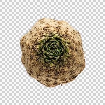 Celeriac root vegetable with rough brown skin on transparent background. Fotos Stock