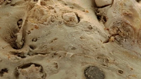 Celeriac on white background closeup Stock Footage 76129034