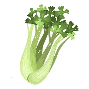 Celery. Agricultural cultivated plant. Celery for farmers market, vegetarian Stock Illustration