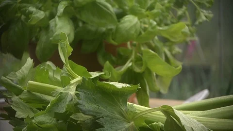 Celery and basi fresh Stock Footage 102546291