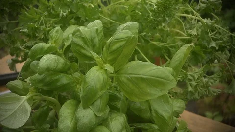 Celery and basil in the garden Stock Footage 102546294