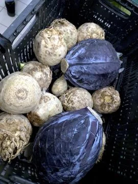 Celery and Cabbage Collected in a Basket at a Local Market in the Afternoon Stock Photos