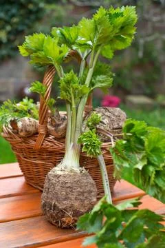 Celery and wicker basket with root vegetable. Stock Photos