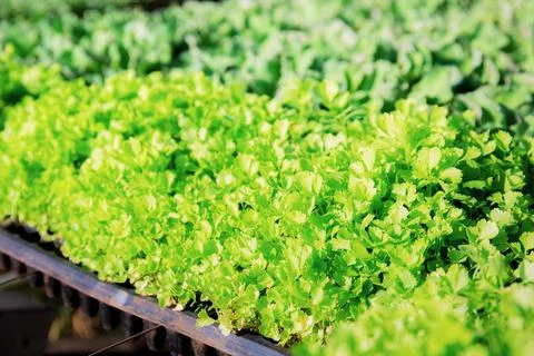 Celery are growing with background. Stock Photos