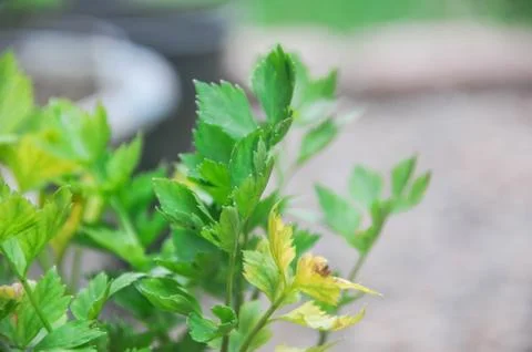 Celery for background Stock Photos