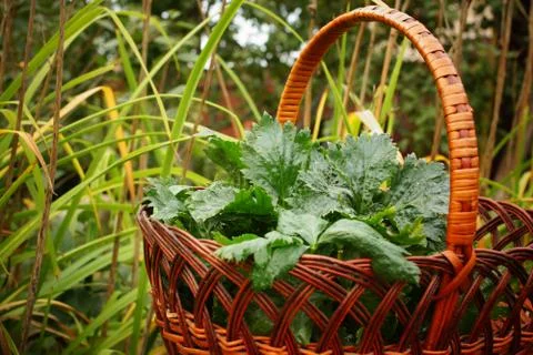 Celery in a basket Stock Photos