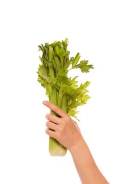Celery bunch in a hand Stock Photos