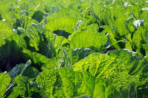 Celery cabbage Stock Photos