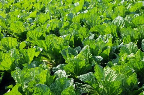 Celery cabbage 스톡 사진