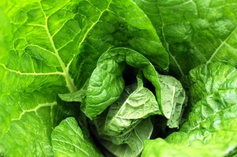 Celery cabbage Stock Photos