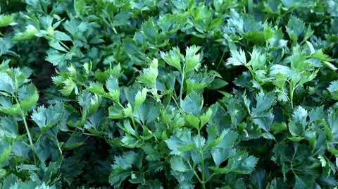 Celery, Celeriac, Vegetables BIO Farm, Ecological Farmer, Organic Horticulture Video stock 8523466