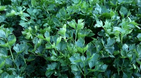Celery, Celeriac, Vegetables BIO Farm, Ecological Farmer, Organic Horticulture Vídeo Stock 8523954