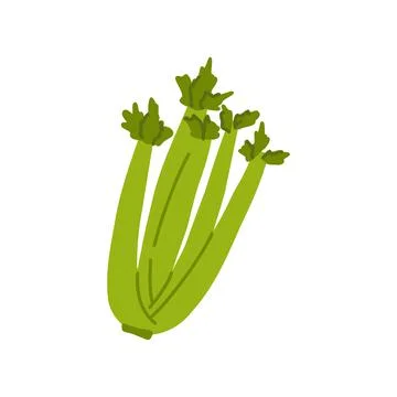 Celery diet ingredient. Green Fresh organic vegetable. Cartoon vector Stock Illustration