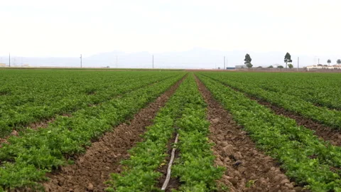 Celery field, and irrigation system Stock Footage 222704362