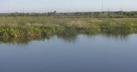 The Celery Fields of Sarasota Stock Footage 161032870