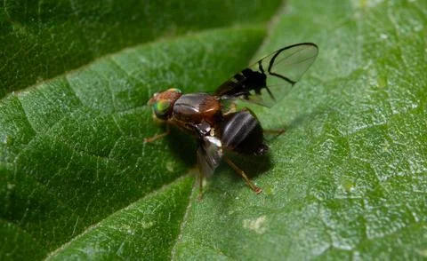 Celery fly Euleia heraclei sitting on a leaf of plant Stock Photos