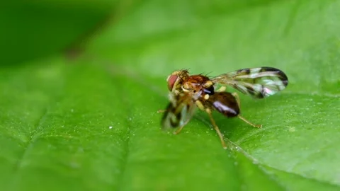 Celery Fly or Celery Leaf-Mining Flies - Euleia heraclei Stock-Footage 138434376