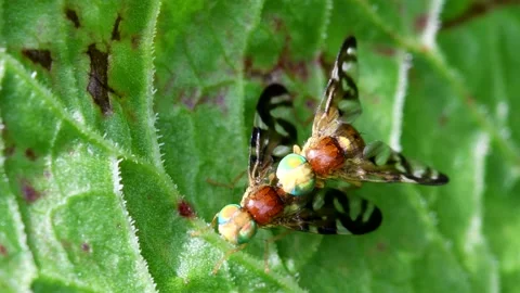 Celery Fly or Celery Leaf-Mining Flies - Euleia heraclei Stock-Footage 138934837