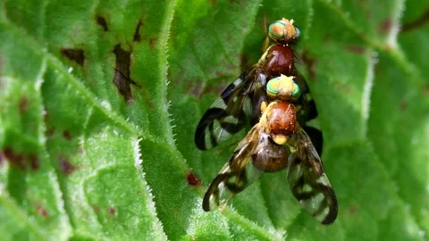 Celery Fly or Celery Leaf-Mining Flies - Euleia heraclei Stock-Footage 138934890