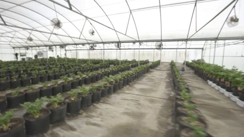Celery greenhouse Stock Footage 70755163