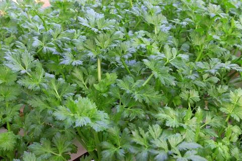 Celery in a greenhouse Stock Photos