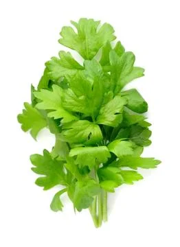 Celery greens . Stock Photos