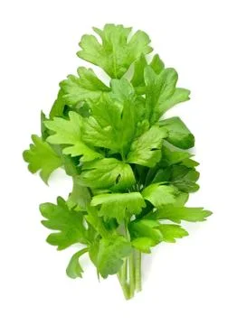 Celery greens . Stock Photos