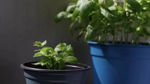 Celery growing in small pot on a balcony, young vegetable Stock Footage 274972901