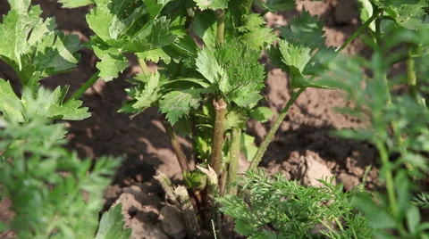 Celery growing in vegetable garden, aromatic herb, plant stalks Stock Footage 40668885