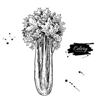 Celery hand drawn vector illustration. Isolated Vegetable engraved style ob.. Stock Illustration