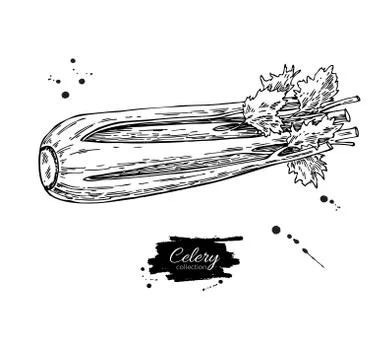 Celery hand drawn vector illustration. Isolated Vegetable engraved style ob.. Illustrazione stock