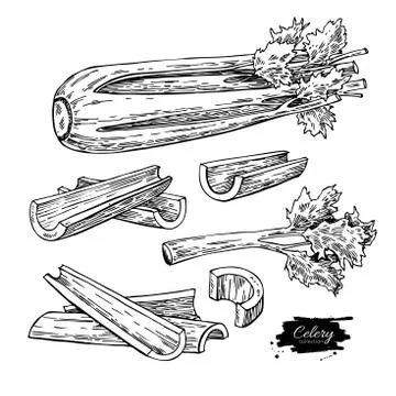 Celery hand drawn vector illustration set. Isolated Vegetable engraved styl.. Stock Illustration