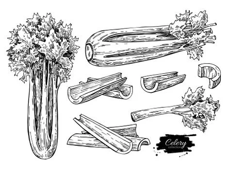 Celery hand drawn vector illustration set. Isolated Vegetable engraved styl.. Stock Illustration