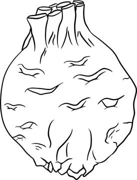 Celery hand drawn vector illustration. Coloring pages. Farm product Stock Illustration