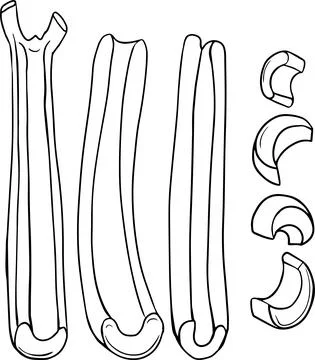 Celery hand drawn vector illustration. Coloring pages. Farm product Stock Illustration