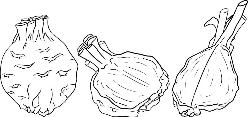 Celery hand drawn vector illustration. Coloring pages. Farm product Stock Illustration