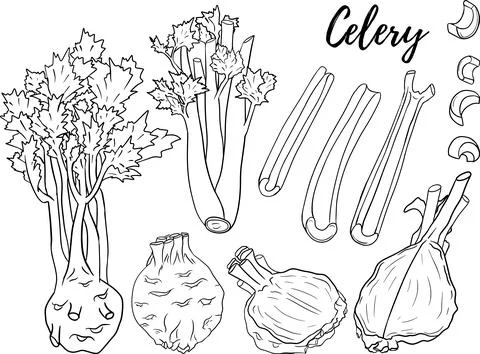 Celery hand drawn vector illustration. Coloring pages. Farm product Stock Illustration