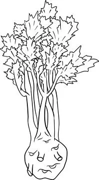 Celery hand drawn vector illustration. Coloring pages. Farm product Stock Illustration