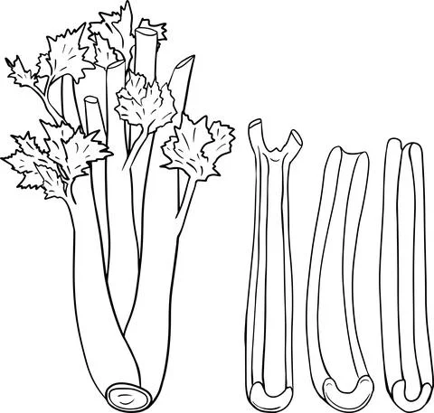 Celery hand drawn vector illustration. Coloring pages. Farm product Stock Illustration