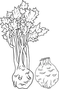 Celery hand drawn vector illustration. Coloring pages. Farm product Stock Illustration